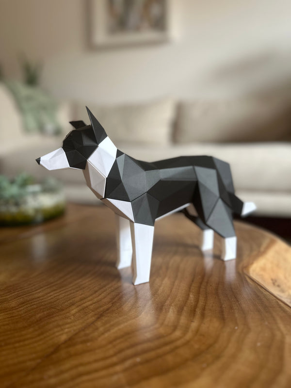 Border Collie Magnético T3