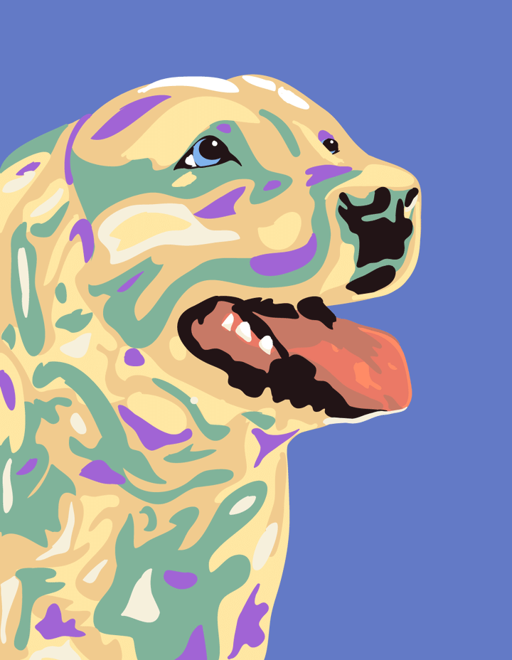 labrador - pintura por numeros